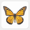 Buscar mariposa negra pegatinas Insecto