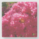 Buscar crespón Rosa