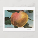 Buscar litografía postales Fruta