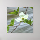Buscar dogwood floreciente Naturaleza