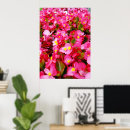 Buscar begonias posters Planta
