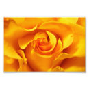 Buscar arriba posters Flor