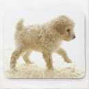 Buscar caniche alfombrillas de raton Naturaleza