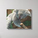 Buscar koalas lienzos Adorable