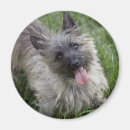 Buscar mojones imanes Terrier