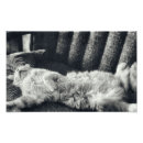 Buscar sofá fotografía Gato