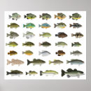 Buscar brea posters Pescado
