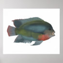 Buscar redhead posters Pesca