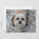 Buscar shih tzu tarjetas Cachorro