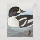 Buscar audubon Pintura de pájaro