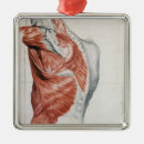 Buscar anatomía adornos Anatómico