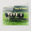 Buscar vacas divertidas postales 1 ᵉʳ explotación