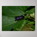 Buscar escarabajo posters Insectos