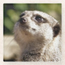 Buscar wildlife posavasos Cute