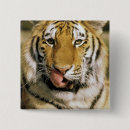 Buscar cautivo chapas Animal