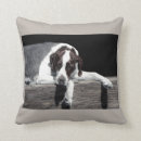 Buscar sophia cojines Perro