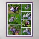 Buscar bluebells posters Arándanos