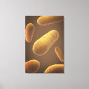 Buscar bacteriología arte Medicina
