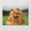 Buscar pomeranian postales Pomerano