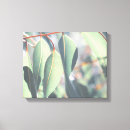 Buscar árbol de eucalipto posters Naturaleza