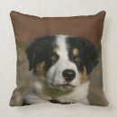 Buscar border collie cojines Foto