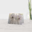 Buscar bichon tarjetas Frito