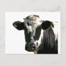 Buscar dairy cow postales Holstein