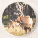 Buscar alces posavasos Salvaje