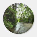 Buscar helecho imanes Naturaleza