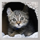 Buscar lince posters Lindo