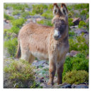 Buscar burros azulejos Naturaleza