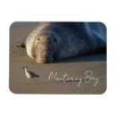 Buscar monterey imanes Vida marina