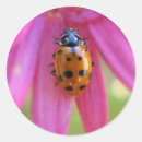 Buscar ladybug pegatinas Jardín