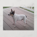 Buscar fox terrier postales Dog