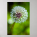Buscar dientes blancos posters Naturaleza