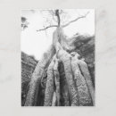 Buscar árbol negro postales Antiguo