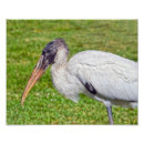Buscar cigüeña fotografía Vida silvestre