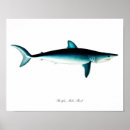 Buscar tiburones posters Chico