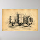 Buscar abejas antiguas posters Abeja de miel