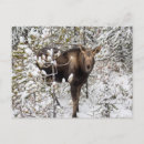 Buscar animal del bebé postales Animales salvajes