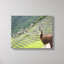 Buscar inca lienzos Fotografía