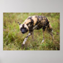 Buscar perro salvaje posters Animal