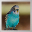 Buscar parakeet arte Budgie
