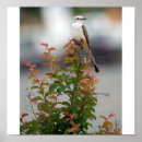 Buscar flycatcher posters Naturaleza