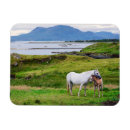 Buscar galway imanes Conemara