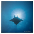Buscar manta azulejos Animal