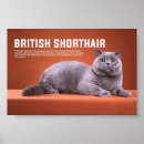 Buscar pet posters Feline