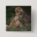 Buscar latrans del canis Coyote