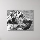 Buscar great dane arte Blanco y negro