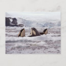 Buscar orc postales Ballena asesina